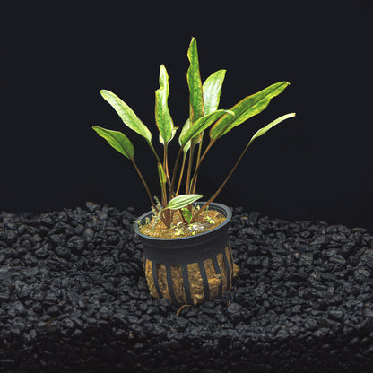 CRYPTOCORYNE LUTEA