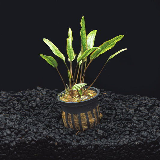 CRYPTOCORYNE LUTEA