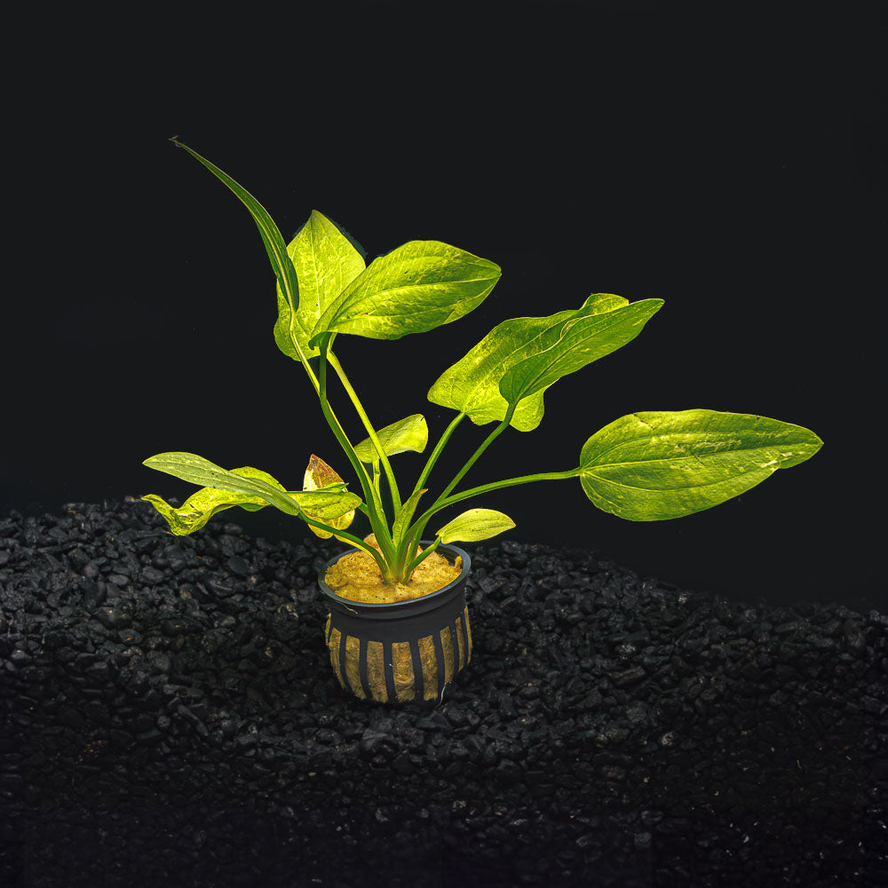 MARBLE QUEEN RADICAN SWORD