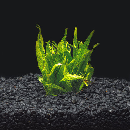 NARROW LEAF JAVA FERN