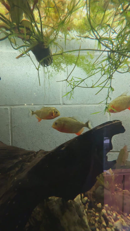 Red-Bellied Piranha (Pygocentrus nattereri)