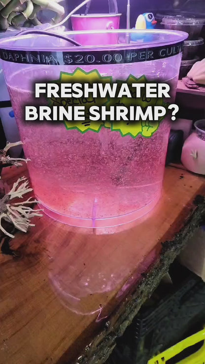 Live Daphnia Culture – Natural Fish Food & Starter Colony