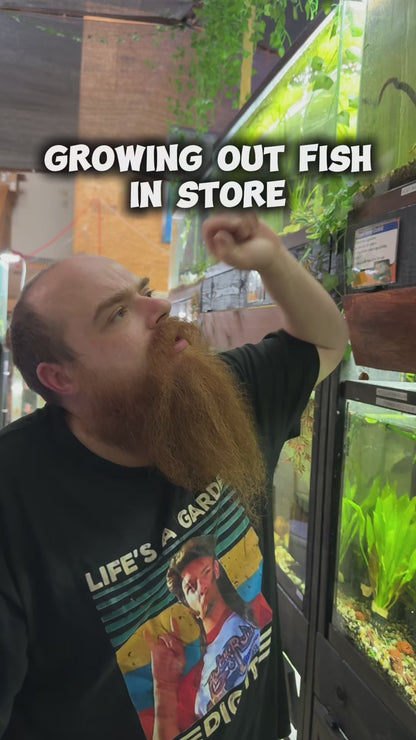 Nicaraguan Cichlid (Hypsophrys nicaraguensis) – A Colorful and Peaceful Show Cichlid