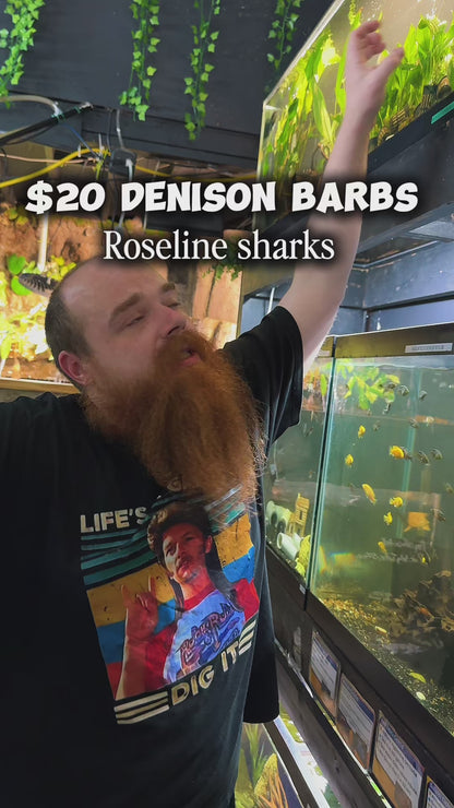 Denison Barb (Sahyadria denisonii) – The Red Line Torpedo Barb