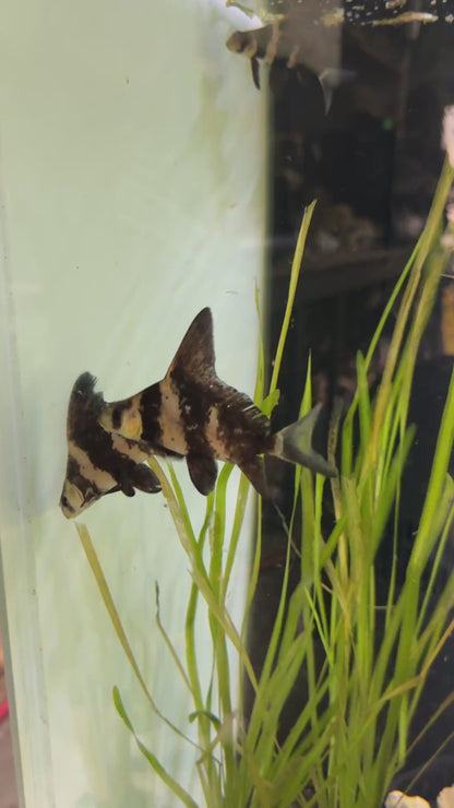 High-Fin Banded Shark (Myxocyprinus asiaticus)