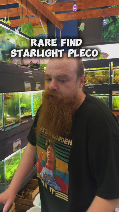 Starlight Pleco – A Stunning Spotted Bristlenose with Bold Personality