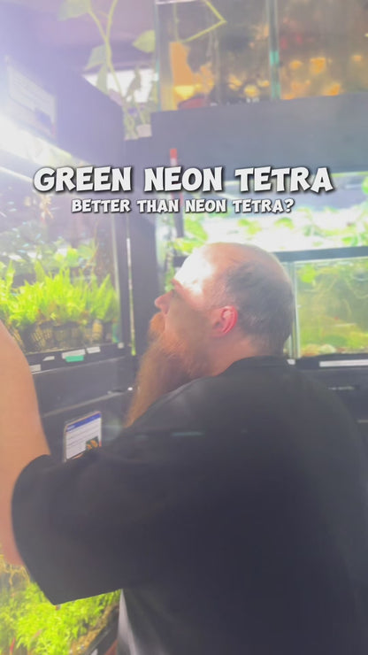 Green Neon Tetra – Tiny Fish, Big Glow
