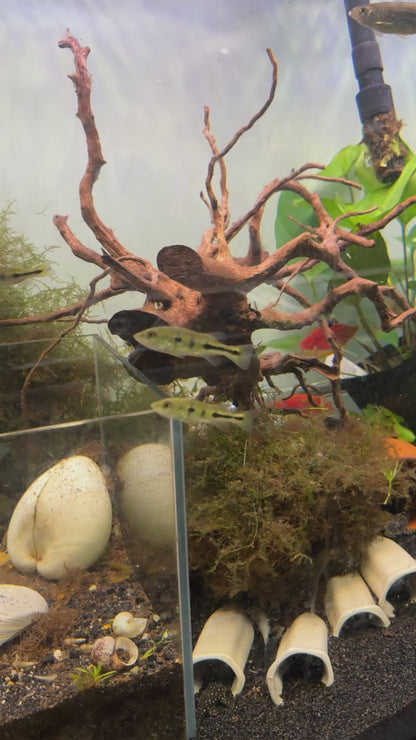 Peacock Bass (Cichla spp.) 2”