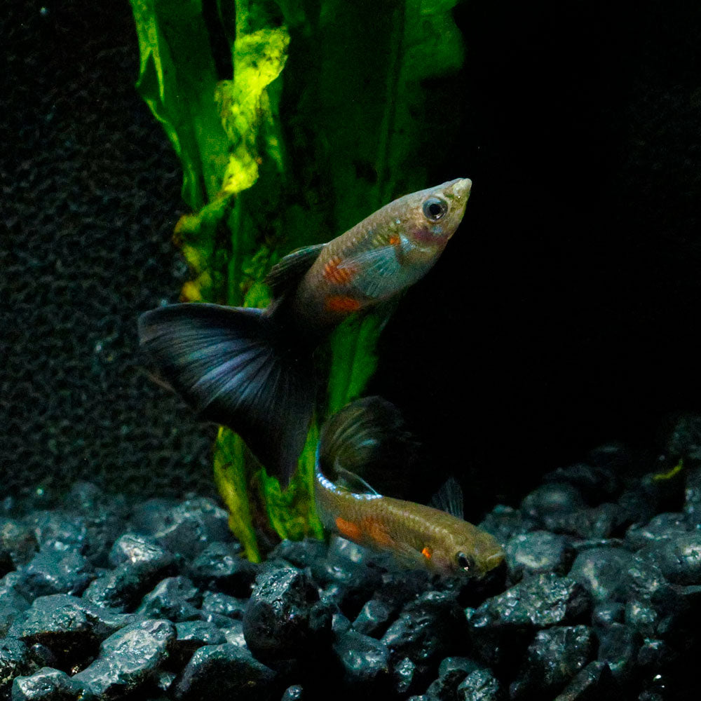 PURPLE QUEEN GUPPY | POECILIA RETICULATUS