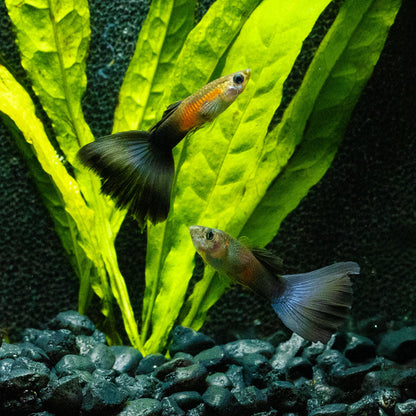 PURPLE QUEEN GUPPY | POECILIA RETICULATUS