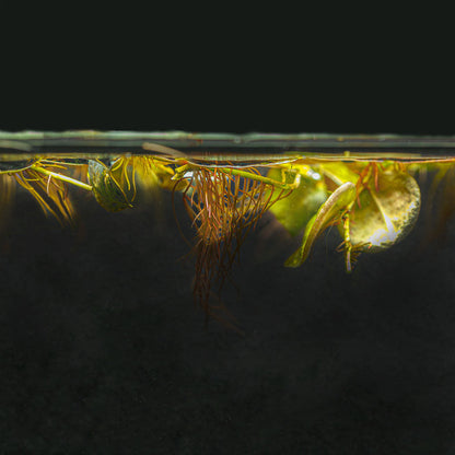 RED ROOT FLOATERS