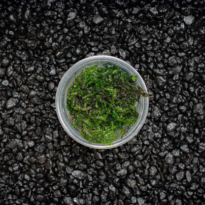 PEACOCK MOSS