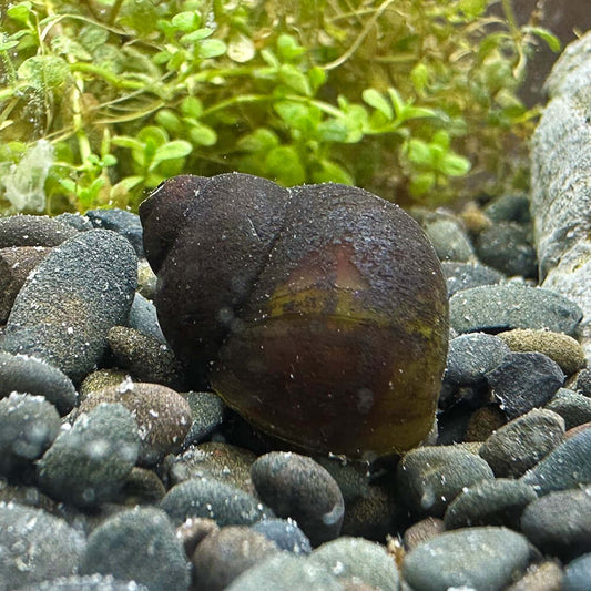 BLUEBERRY SNAIL | VIVIPARUS SP.