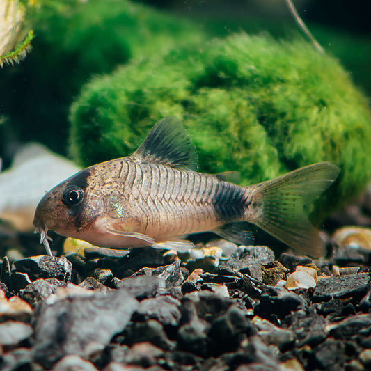 PANDA CORY | CORYDORAS PANDA
