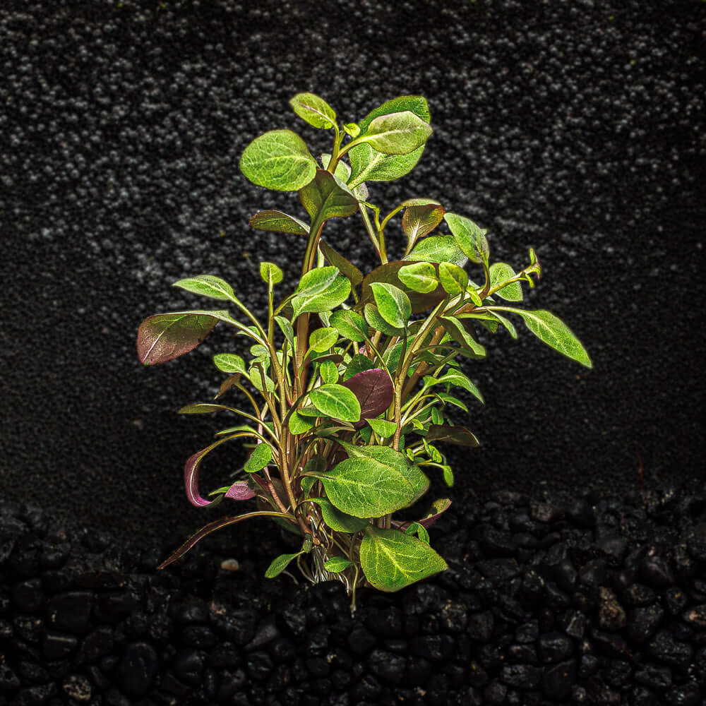 CARDINAL PLANT | LOBELIA CARDINALIS