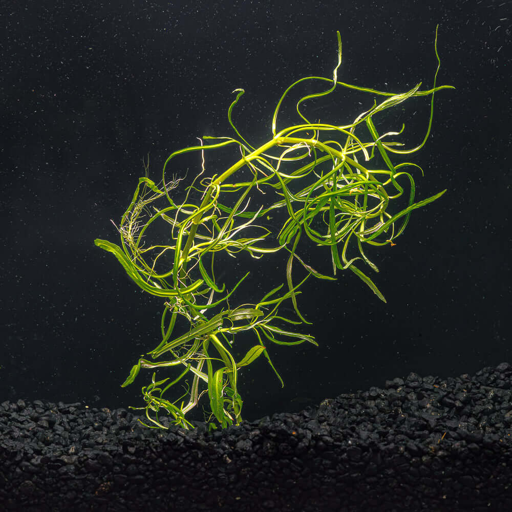POGOSTEMON STELLATUS NARROWLEAF - My Favorite!