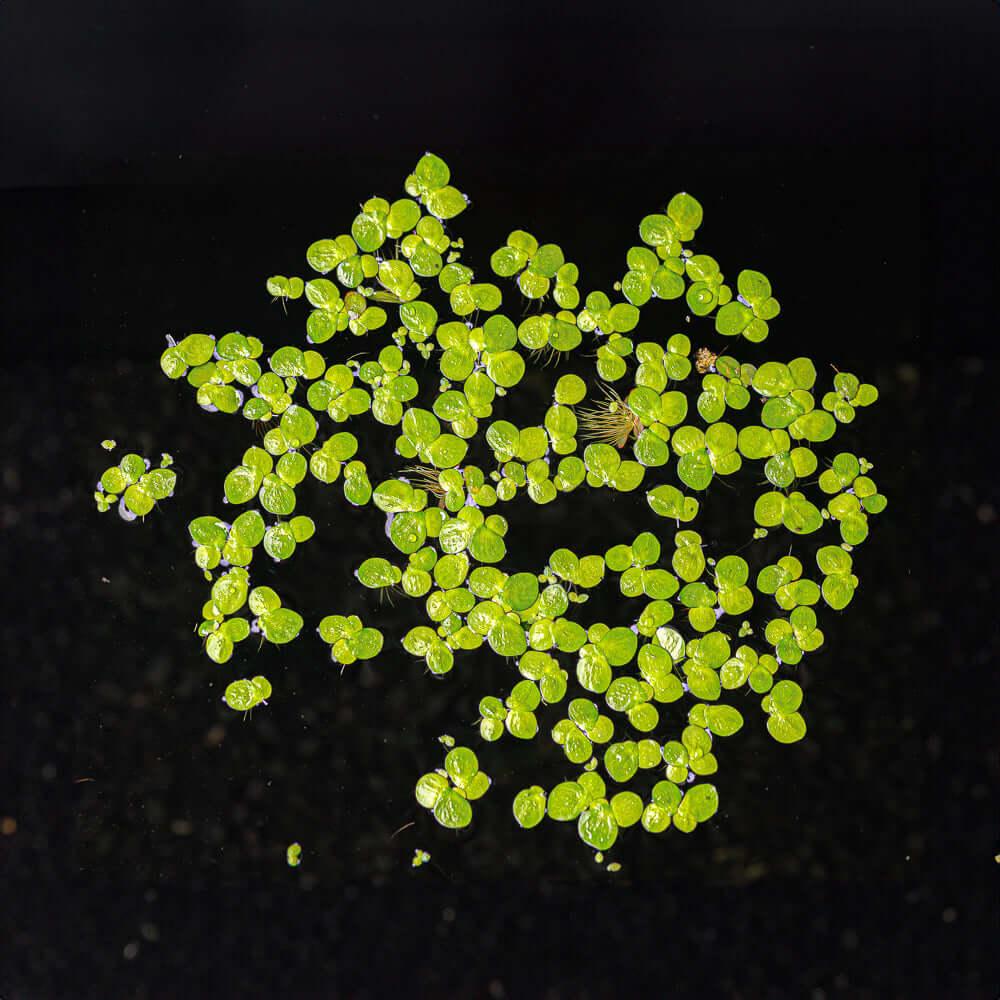 GIANT DUCKWEED - SPIRODELA POLYRHIZA