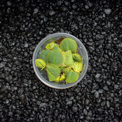 RED ROOT FLOATERS