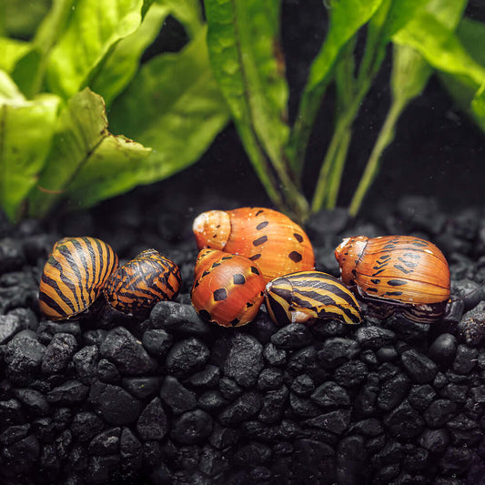 3 ASSORTED NERITE SNAILS