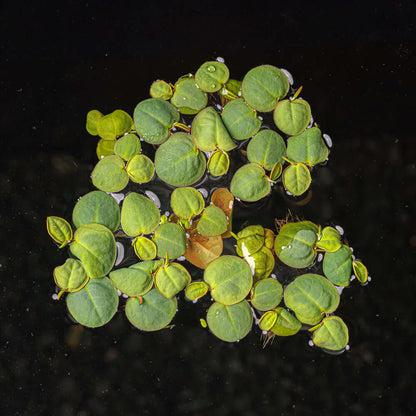 RED ROOT FLOATERS