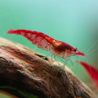RED CHERRY SHRIMP