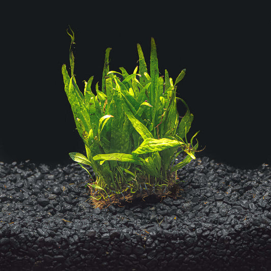 NARROW LEAF JAVA FERN