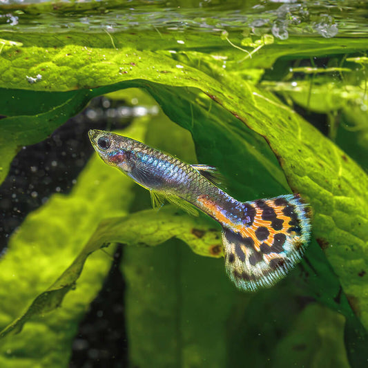 DUMBO EAR RED BROWN MOSAIC GUPPY