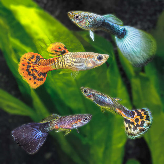ASSORTED GUPPIES