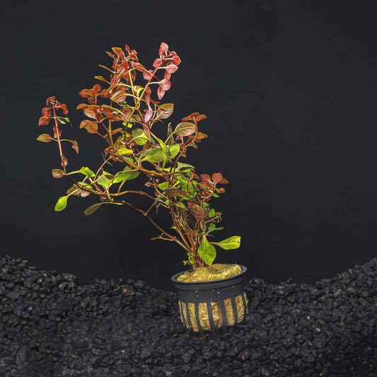 LUDWIGIA SP. 'SUPER RED MINI'