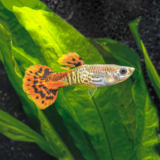 RED COBRA GUPPY